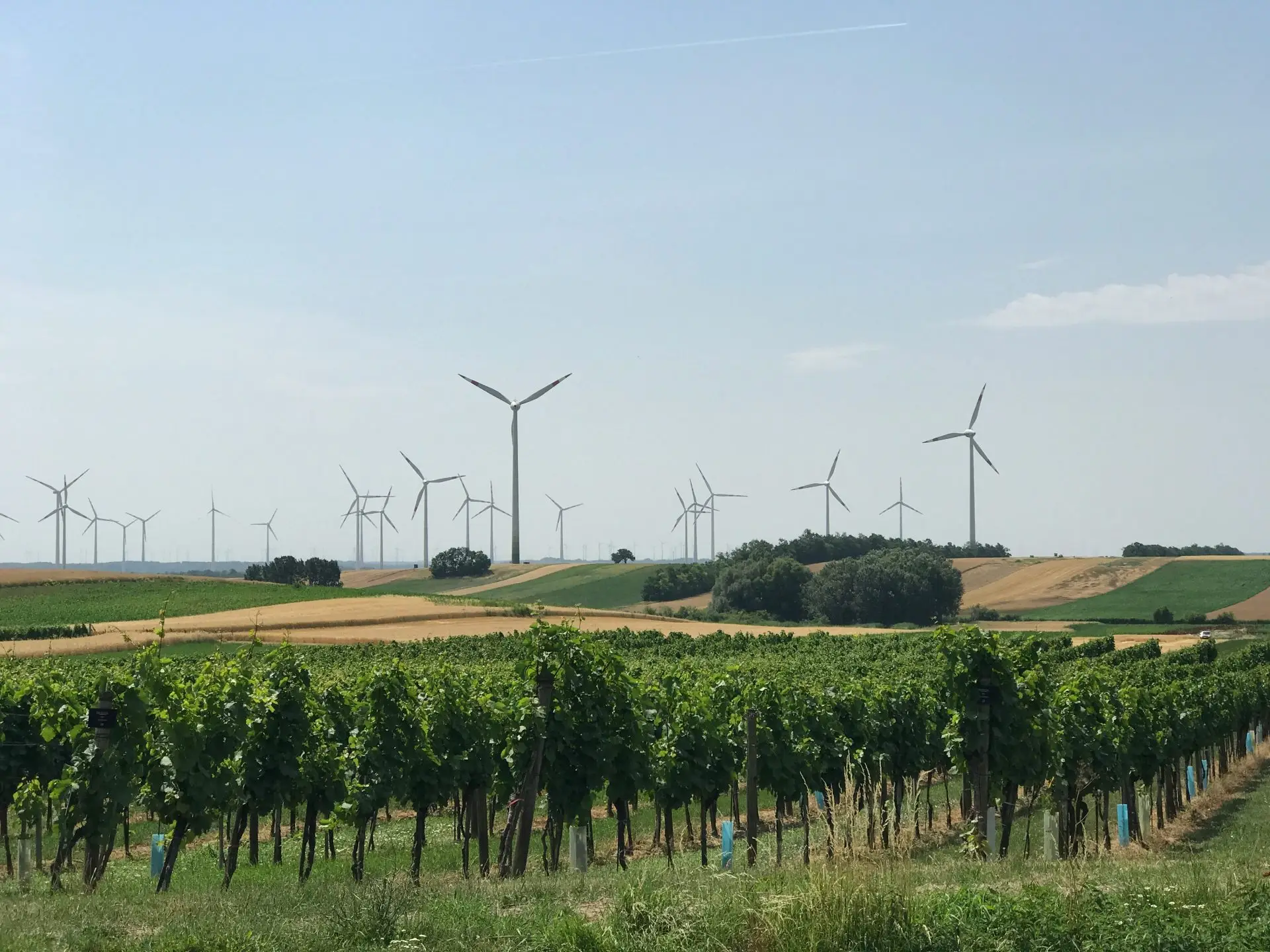 a field of crops with wind turbines in the background
