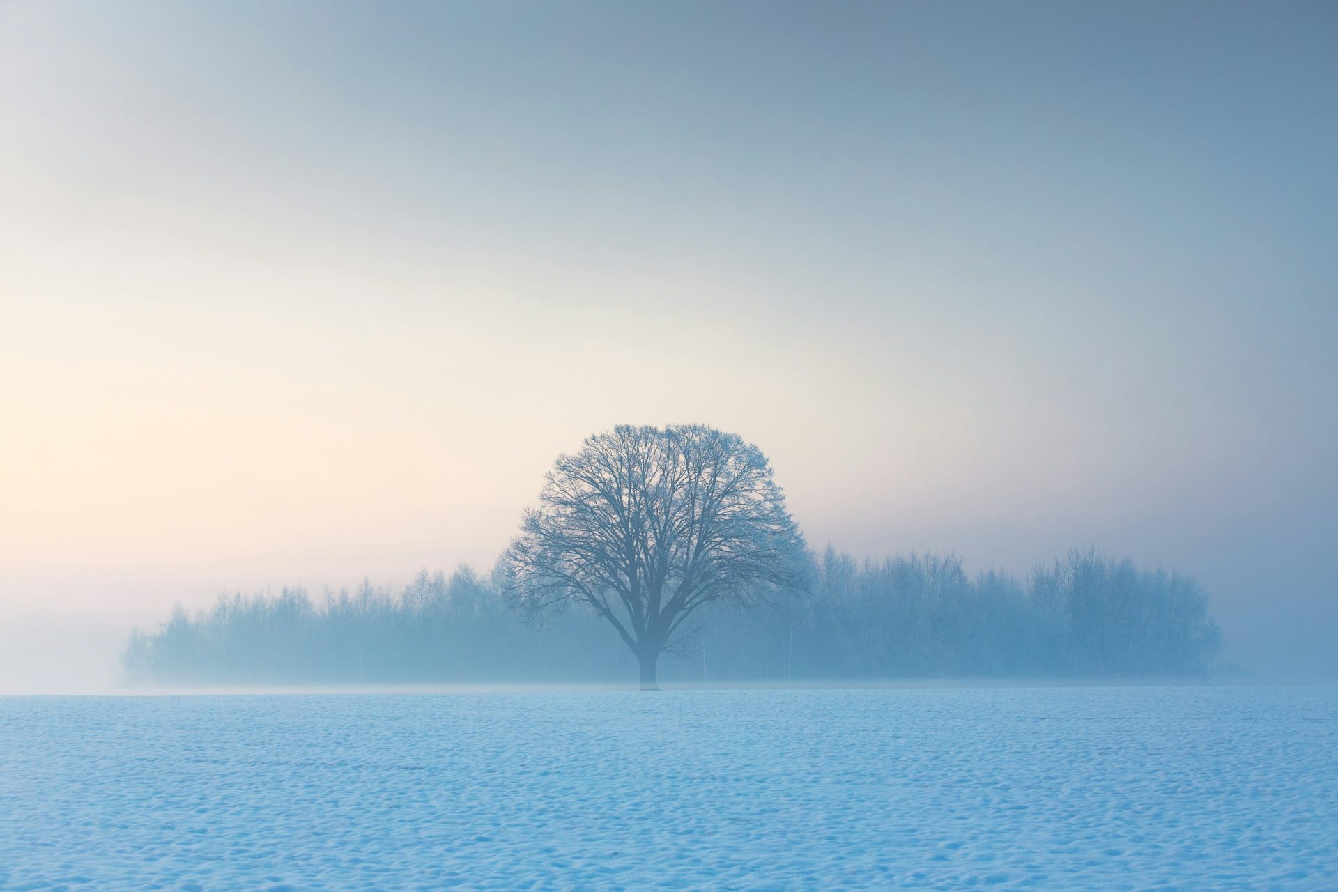 Solitary tree in a misty winter field at dawn